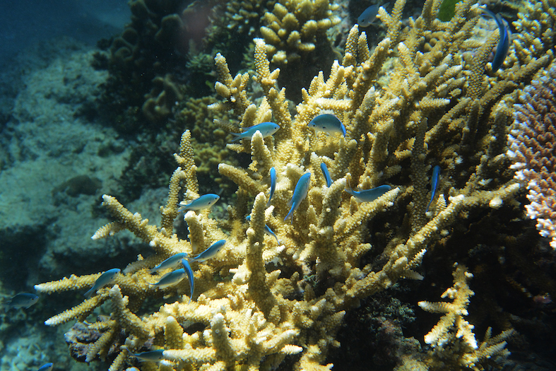 coral bleaching gbr